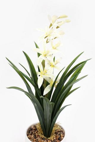 Wild Orchid Potted, 14x55cm
