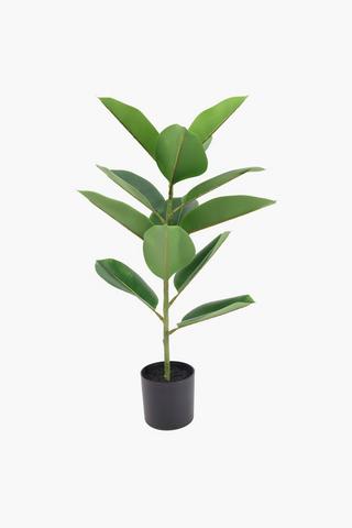 Rubber Tree, 75cm