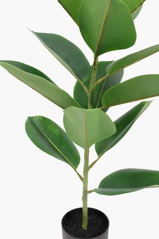 Rubber Tree, 75cm