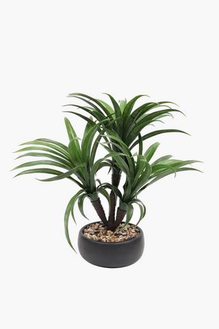 Yucca In Ceramic Pot, 10x56cm