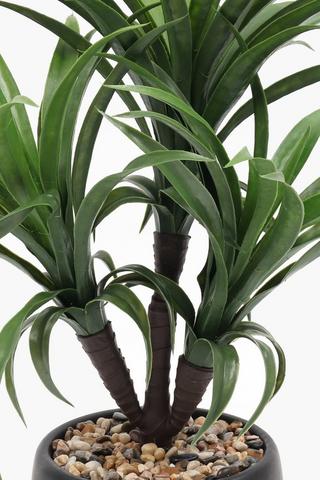 Yucca In Ceramic Pot, 10x56cm