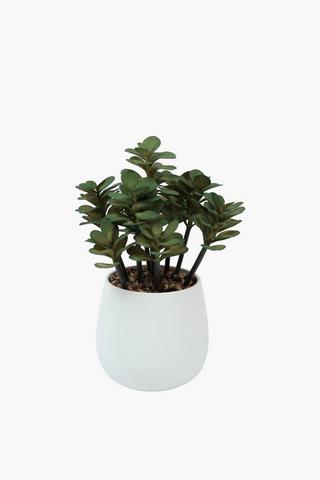 Spekboom In Ceramic Pot, 13x35cm