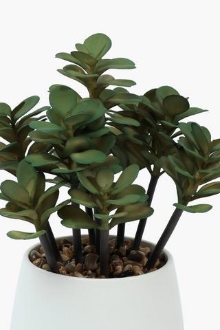 Spekboom In Ceramic Pot, 13x35cm