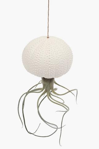 Hanging Air Plant, 10x30cm