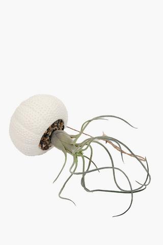 Hanging Air Plant, 10x30cm