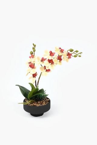 2 Stem Orchid Potted, 13x38cm