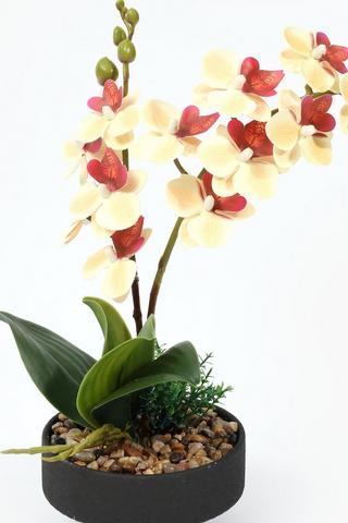 2 Stem Orchid Potted, 13x38cm