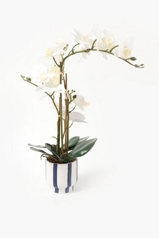 Orchid Is Coastal Stripe Pot, 8x60cm
