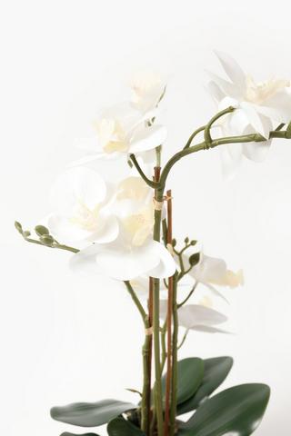 Orchid Is Coastal Stripe Pot, 8x60cm