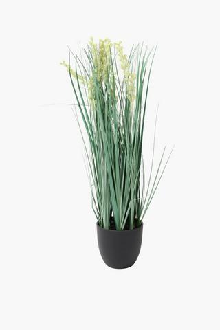 Grass And Seed Potted, 7x56cm