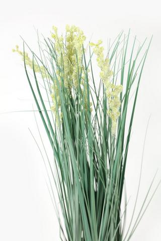 Grass And Seed Potted, 7x56cm