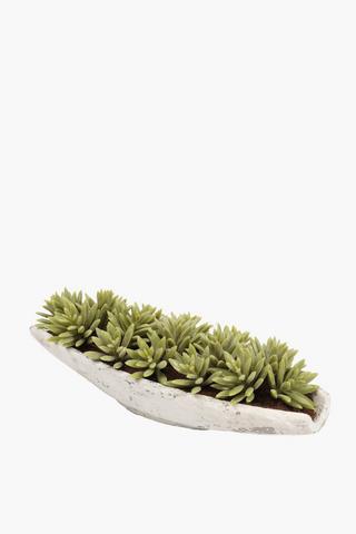 Agave In Boat Pot, 30x9cm