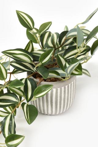 Trailing 2 Tone Leaf In Cement Pot, 10x40cm