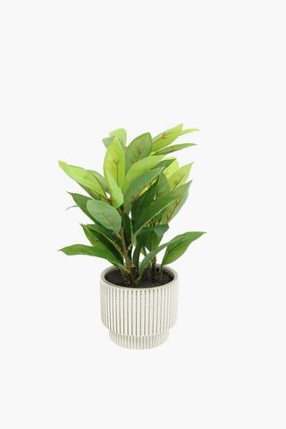 Ficus In Stripe Pot, 9x33cm