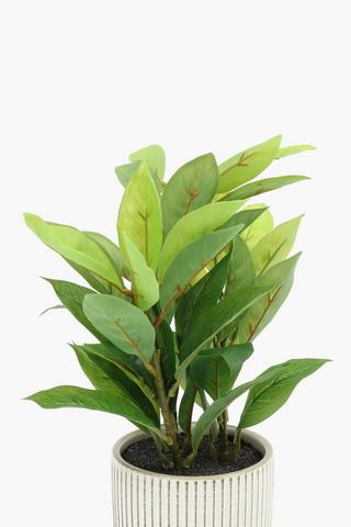 Ficus In Stripe Pot, 9x33cm
