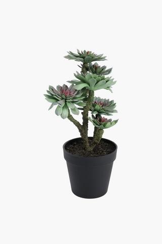 Rock Rose Multi Succulent, 13x33cm