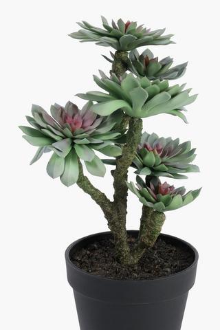 Rock Rose Multi Succulent, 13x33cm