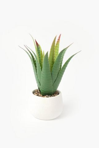 Agave In Etched Pot, 12x28cm