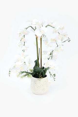 Orchid In Speckle Pot, 21x60cm