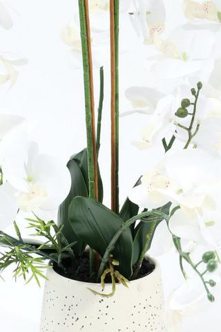 Orchid In Speckle Pot, 21x60cm