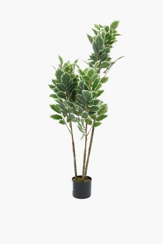 Ficus Tree, 126cm