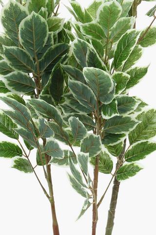 Ficus Tree, 126cm
