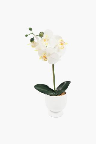 Orchid In Footed Pot, 35cm