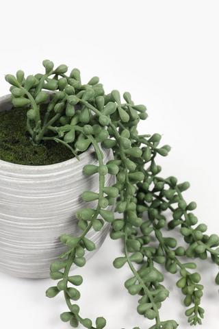 Donkey Tail In Scratch Pot, 63x10cm