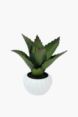 Aloe In Ceramic Pot, 23x24cm