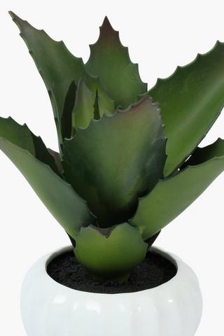 Aloe In Ceramic Pot, 23x24cm