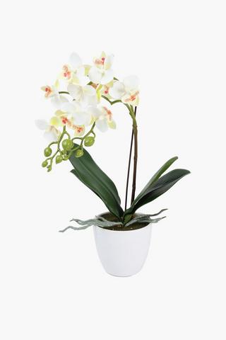 Orchid In Footed Pot, 40cm