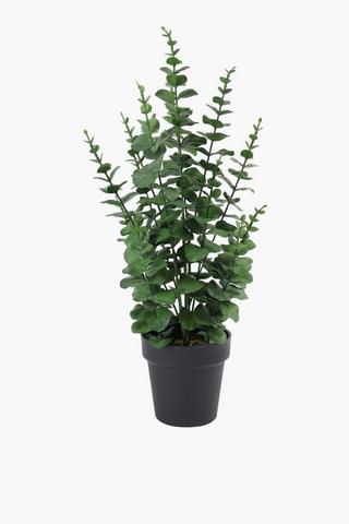 Speckboom In Plastic Pot, 14x64cm