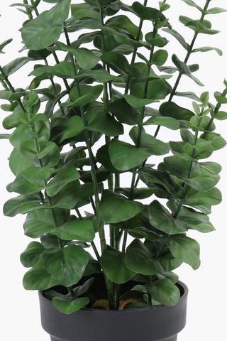 Speckboom In Plastic Pot, 14x64cm