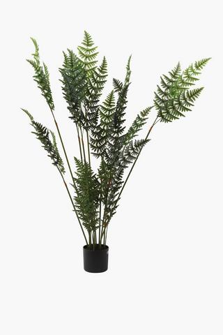 Bamboo Fern Tree, 150cm