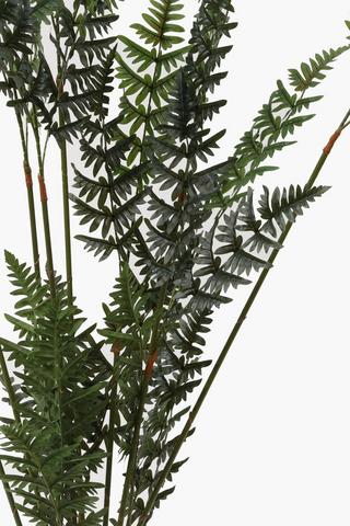 Bamboo Fern Tree, 150cm
