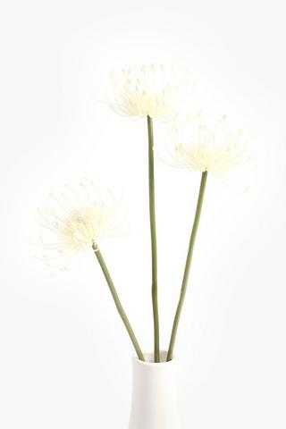 3 Pack Pincushion Single Stem, 50cm