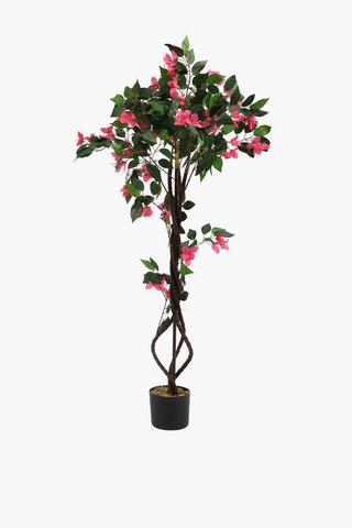 Bougainvillea Tree, 130cm
