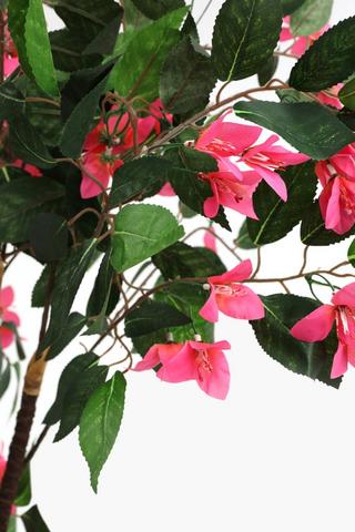 Bougainvillea Tree, 130cm