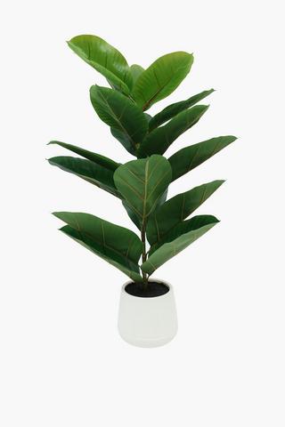 Rubber Tree Potted, 103cm