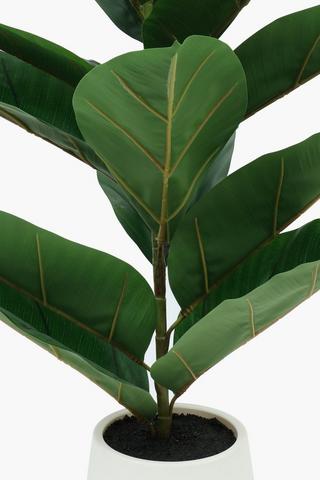Rubber Tree Potted, 103cm