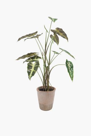 Alocasia In Terracotta Pot, 80cm