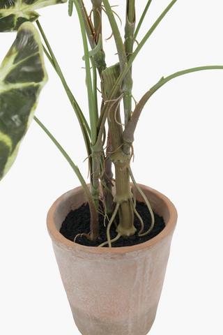 Alocasia In Terracotta Pot, 80cm