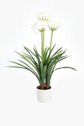 Agapanthus In Ceramic Pot, 80cm