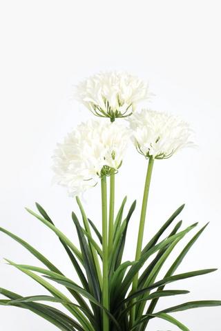 Agapanthus In Ceramic Pot, 80cm