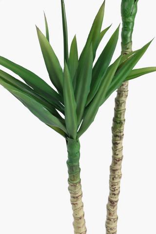Two Stem Yucca Tree, 100cm