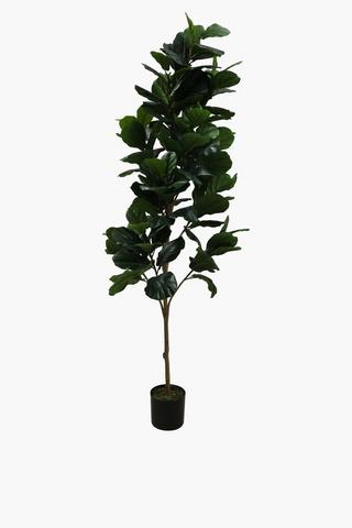 Tree Fiddle Leaf 220cm