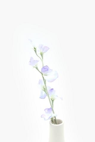 Sweetpea Single Stem, 60cm