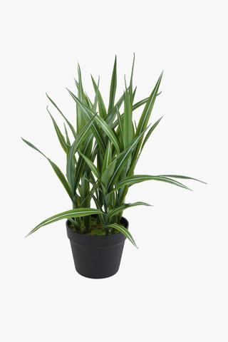 Dracaena Plant In Plastic Pot, 38x56cm