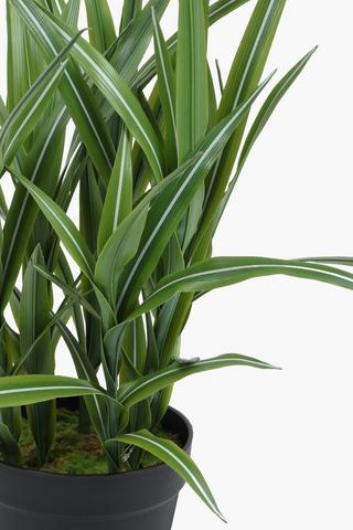 Dracaena Plant In Plastic Pot, 38x56cm