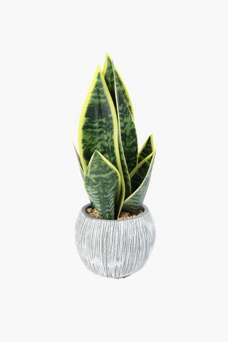Snake Plant In Scratch Pot, 12x35cm